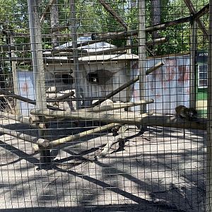 ZooWorld- Spot-nosed Guenon Exhibit