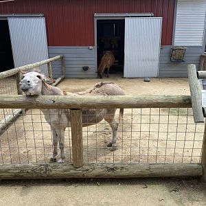 ZooWorld- Farmyard Exhibit