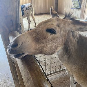 ZooWorld- Friendly Donkey
