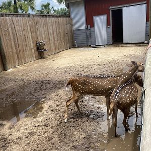 ZooWorld- Axis Deer Exhibit