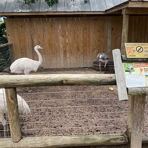 ZooWorld- Greater Rhea Exhibit