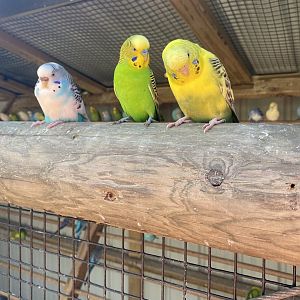 ZooWorld- Budgies