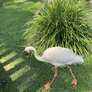 ZooWorld- Lesser Flamingo