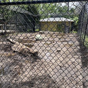 ZooWorld- Warthog Exhibit