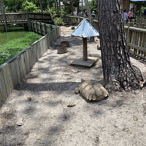 ZooWorld- African Spurred Tortoise Exhibit