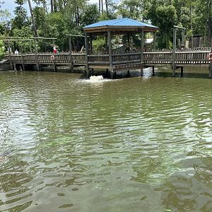 ZooWorld- American Alligator Exhibit