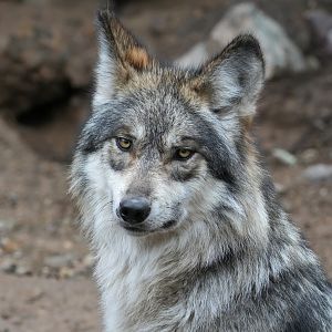 Mexican Wolf portrait