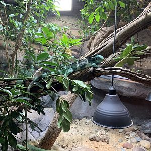 Fijian Crested Iguana Exhibit