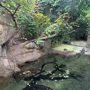 Freshwater Crocodile Exhibit
