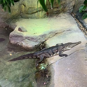 Freshwater Crocodile