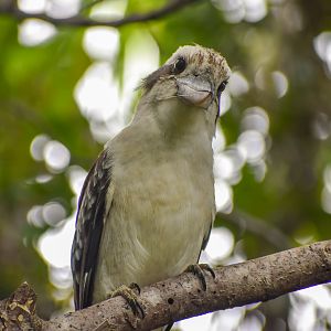 Laughing Kookaburra