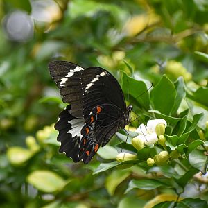 Orchard Swallowtail