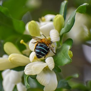 Blue-banded Bee