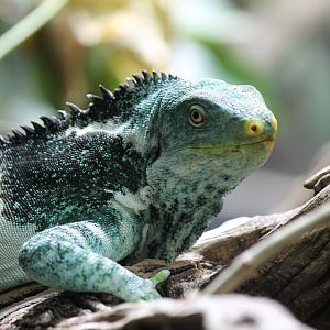 Fijian Crested Iguana