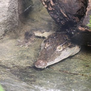 Philippine Crocodile