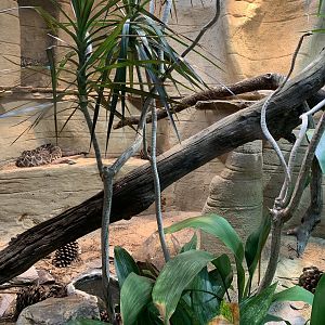 Rattlesnake Exhibit