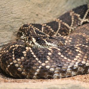 Eastern Diamond-back Rattlesnake