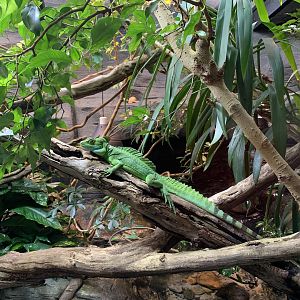 Double-crested Basilisk Exhibit