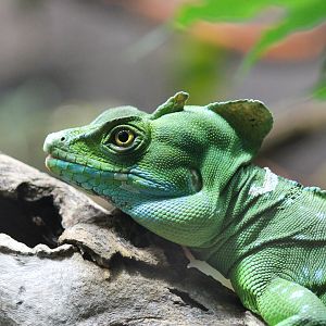 Double-crested Basilisk