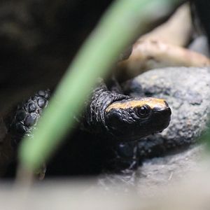 Twist-necked Turtle