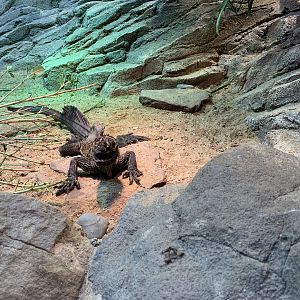 Philippine Sail-finned Water Dragon