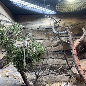 Central Netted Dragon