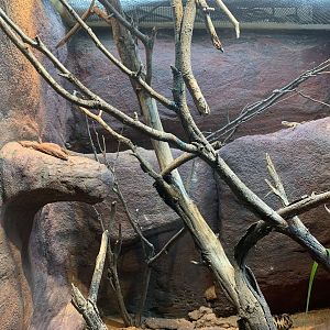 Native Reptile Mixed Exhibit