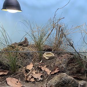 Native Reptile Mixed Exhibit