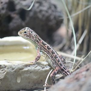 Canberra Grassland Earless Dragon