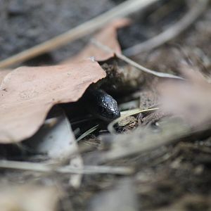 Striped Legless Lizard