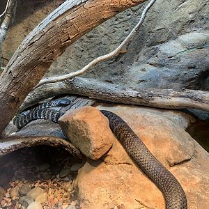 Tiger Snake