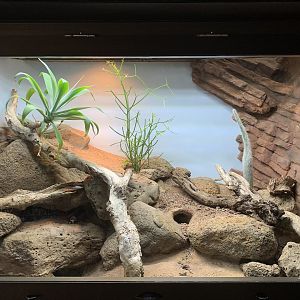 Gila Monster Exhibit