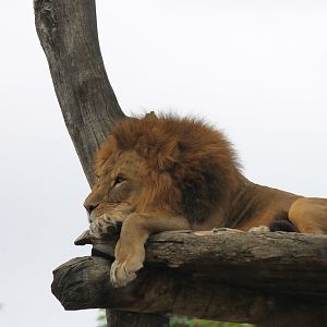 African Lion