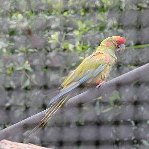 Red-fronted Macaw