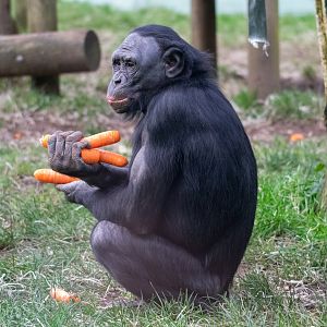Young Bonobo - ID Please?