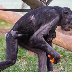 Cheka and baby Upendi - Bonobos