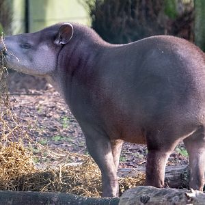 Lowland Tapir