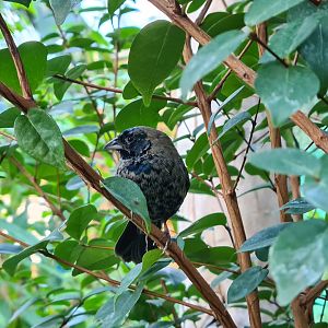 Mangrove - Blue-backed grassquit