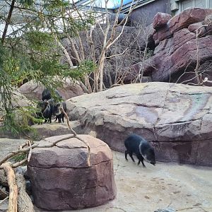 Desert - Collared peccaries