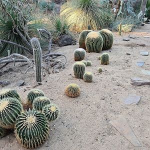 Desert - New barrel cacti