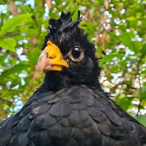 Bush - Great Curassow