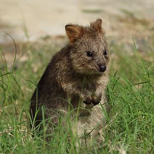 Quokka