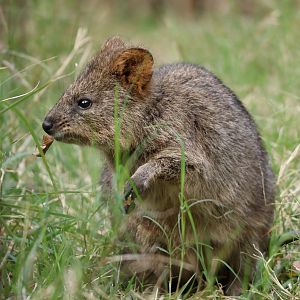 Quokka