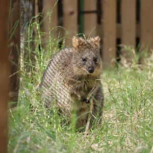 Quokka