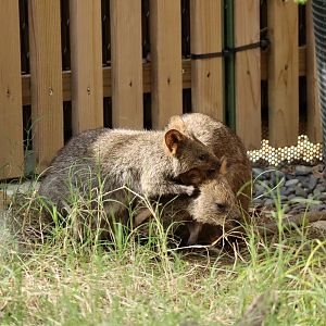 Quokka