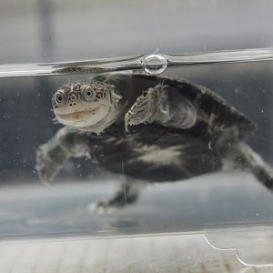 Turkana mud turtle (Pelusios broadleyi)