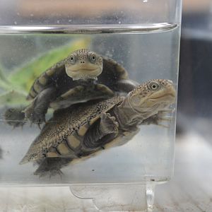 Adanson's mud turtle (Pelusios adansonii) - juveniles