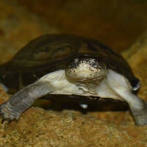 African helmeted turtle Pelomedusa subrufa