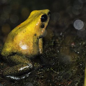 Phyllobates bicolor