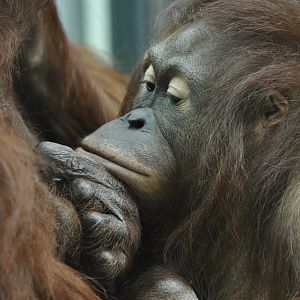 Bornean orangutan (Pongo pygmaeus)